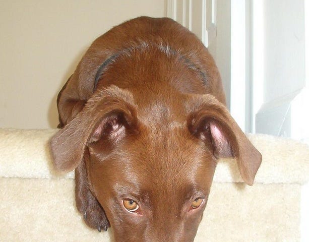 Author’s former dog, Coco, as a puppy