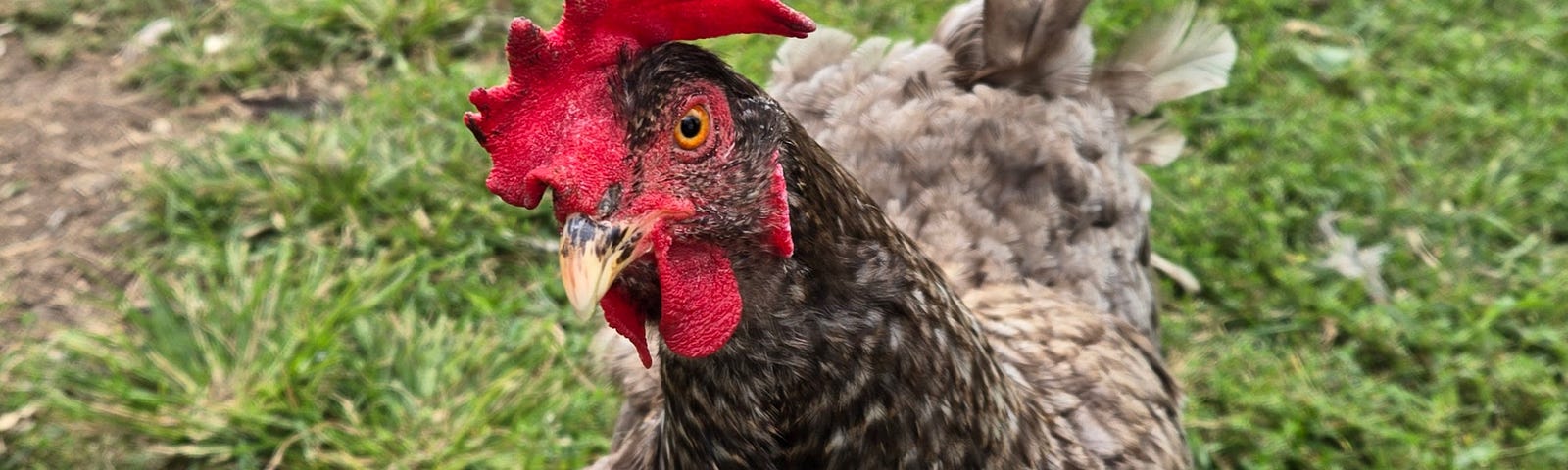 A speckled chicken with a bright red comb and wattle