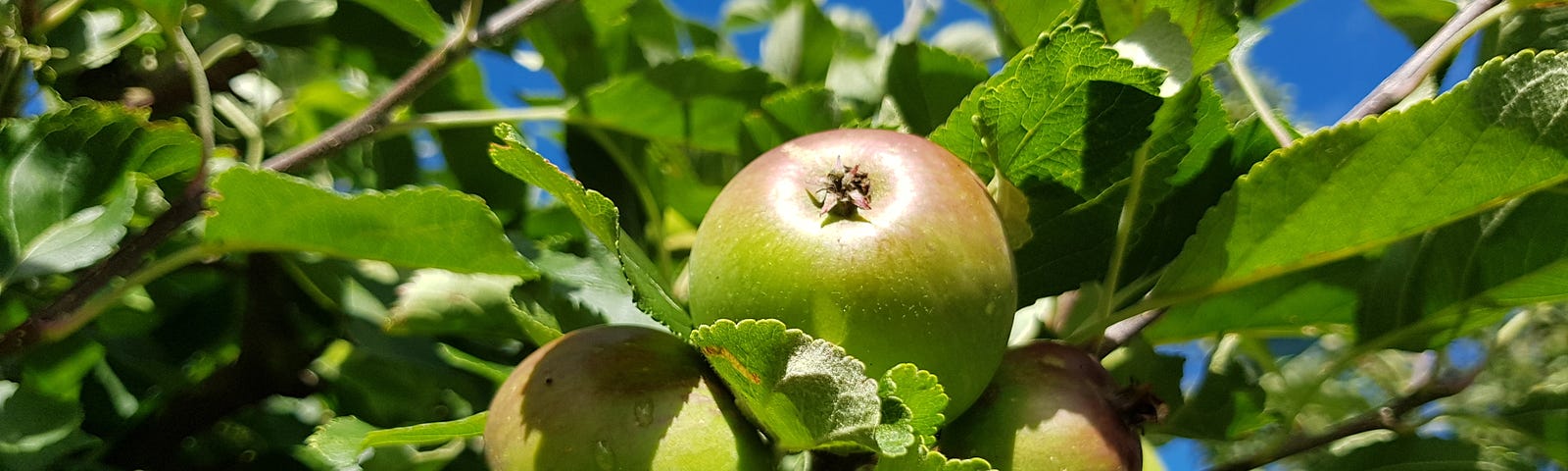 apples on the branch of an apple tree