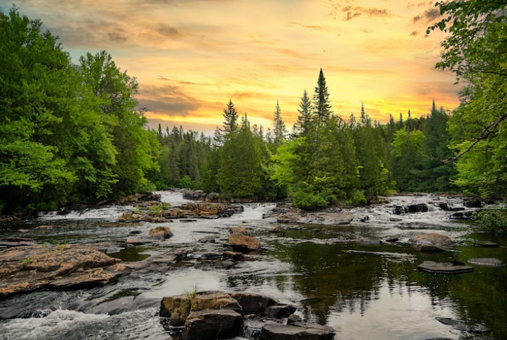 Photo of forest scene.