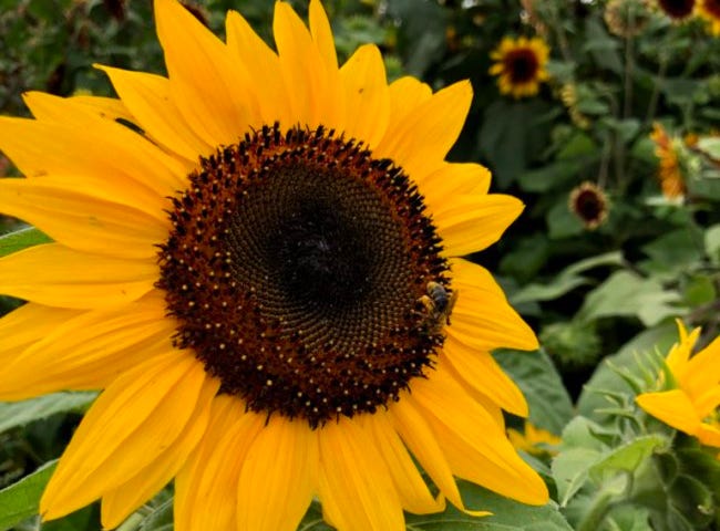 Sunflowers, photo by Ellie Jacobson