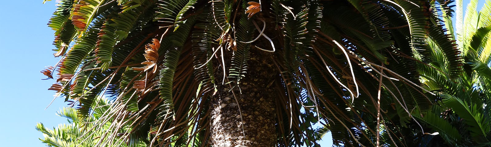 Wood’s Cycad: The Lonliest Cycad in the World.