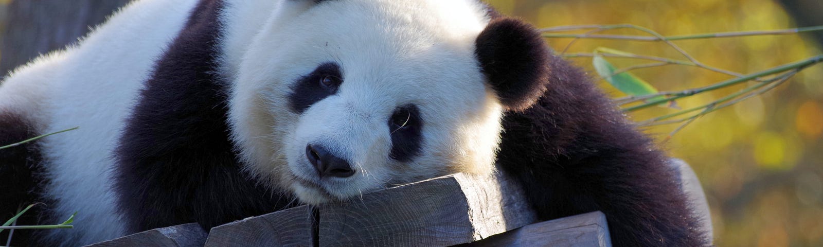 Giant panda slouched on a wooden board