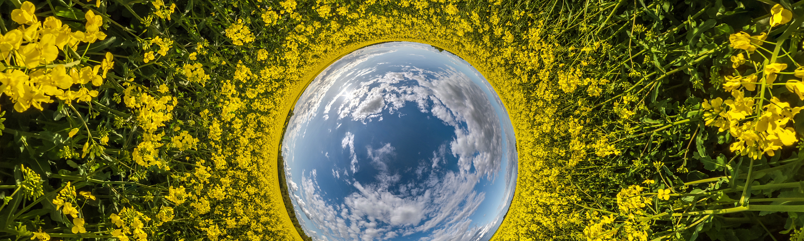 A fish-eye photo of the sky and flowers
