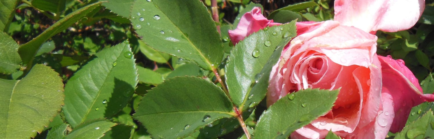 Single pink rose on rosebush