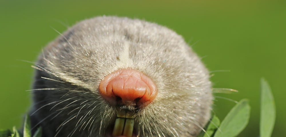 Picture of a blind mole rat with its nose facing the camera on eye-level.