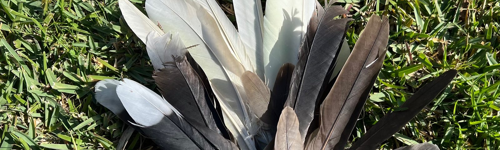 A plume of white and grey feathers on the grass