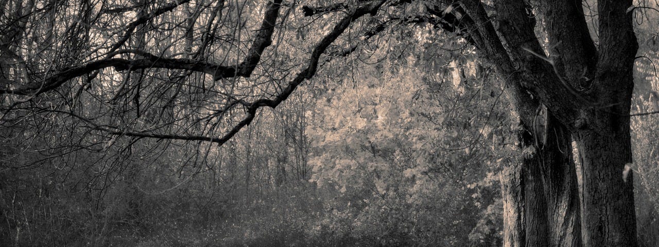 A very gray and dismal background of trees without leaves.