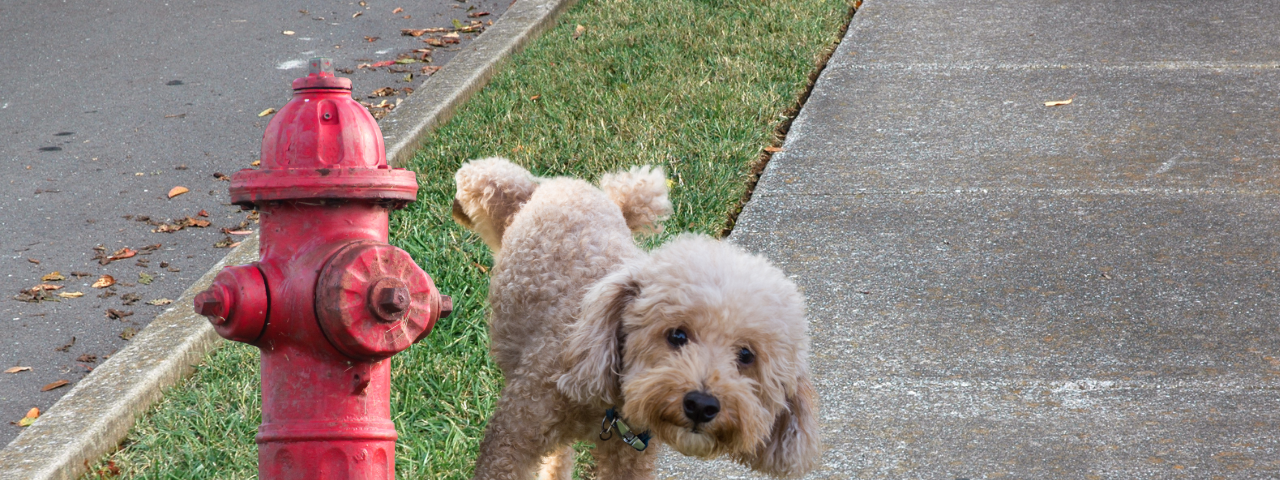 A small dog peeing on a fire hydrant