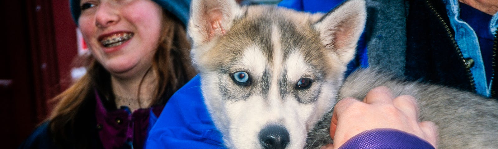 A huskie puppy can’t wait to grow up and race the Iditarod
