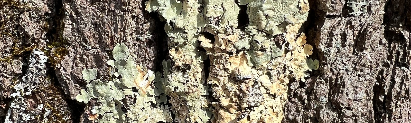 Photo of a patch of green-grey lichen on rough grey oak bark at Haley Farm State Park, Groton, CT.