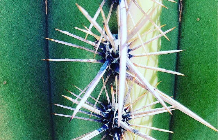 Close up of a Saguaro cactus’ thornes