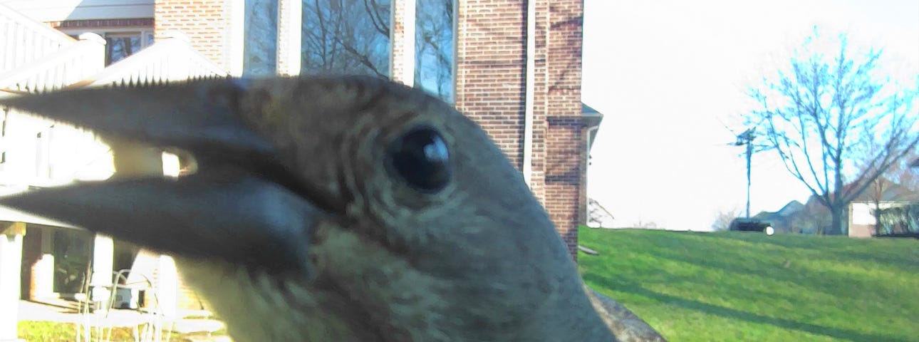 A close look at a Brown-Headed Cowbird.