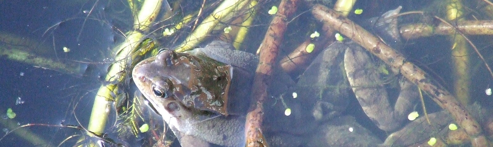 European Common Frog surfacing after a period of winter hibernation in a pond