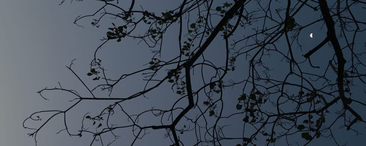 First quarter moon behind silhouette of branches at twilight.