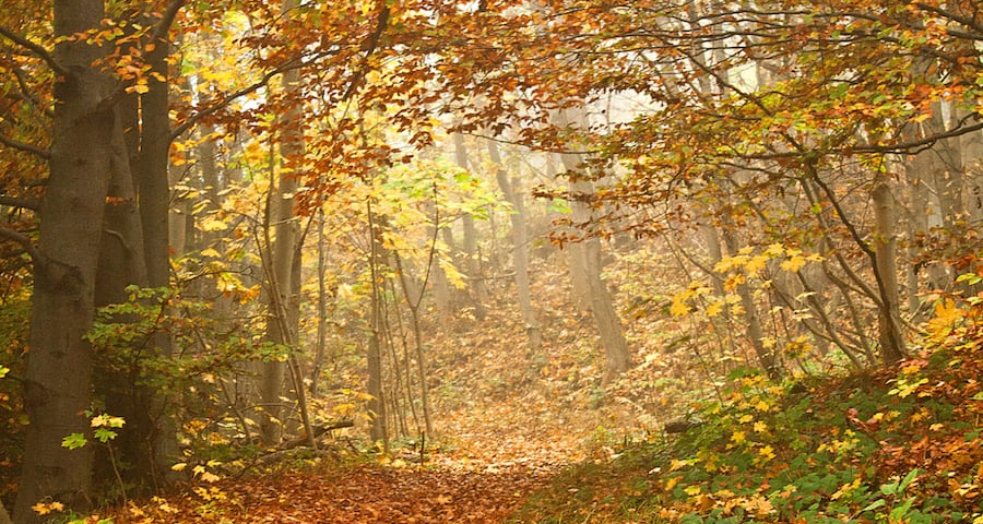 Woodland fall photo.