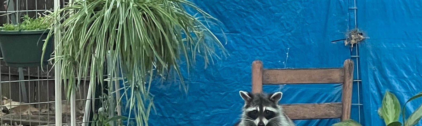 Raccoon sitting in a bird bath surrounding by plants and a wood chair with a blue tarp as a background.