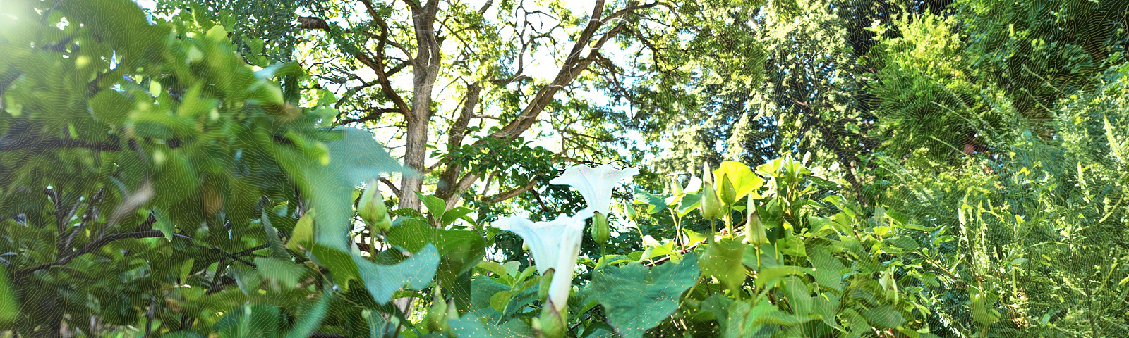 Morning Glories, Ivy, and Black Locust trees in our garden make for a green oasis.