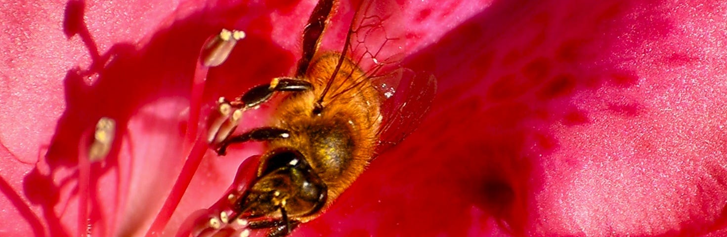 Image of a bee in a red flower.