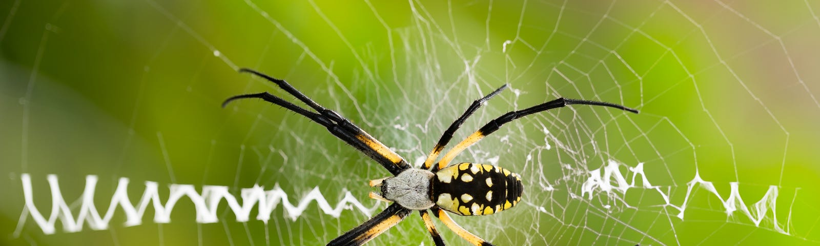 A close-up image of a Argiope aurantia spider on a web. This species is otherwise known as the Writing Spider.