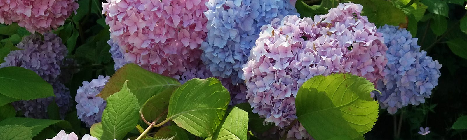 Some pink and violet hydrangeas.