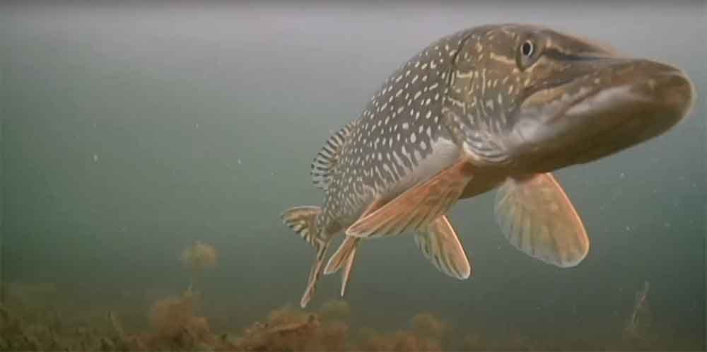 How To Choose A Lure Rod For Pike Fishing By Neil Wilson Medium