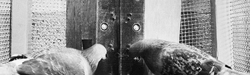Two pigeons in a Skinner box pressing buttons for rewards