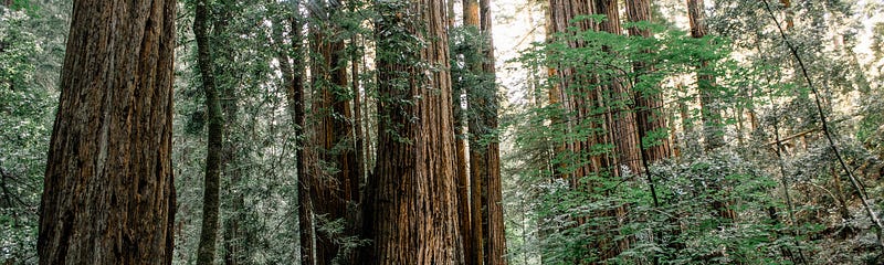 A person on a forest trail that splits in two