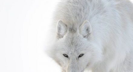 Photographer Captures Stunning Arctic Wildlife