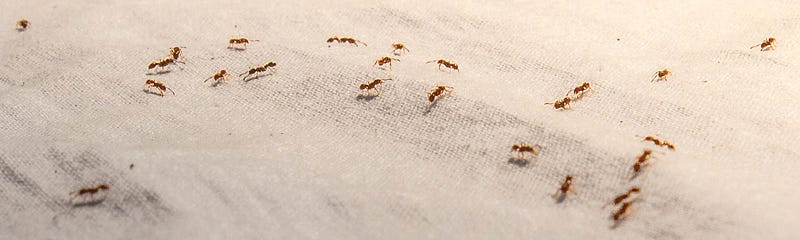 Ants walking on cloth