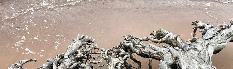 Seashore with low waves coming in and roots of a matured tree above the sand