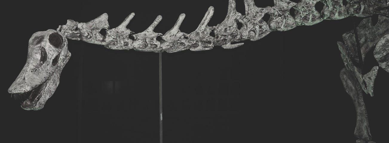 Skeleton of Rebbachisaurus, a close relative of Sidersaura
