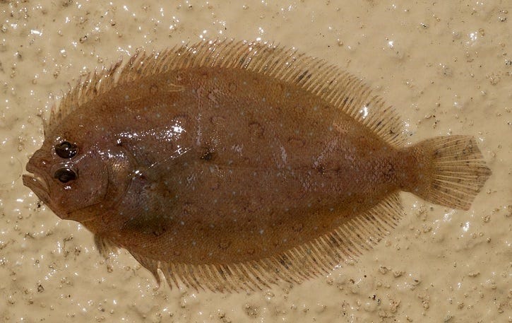 Picture of flounder on its side with both eyes together.