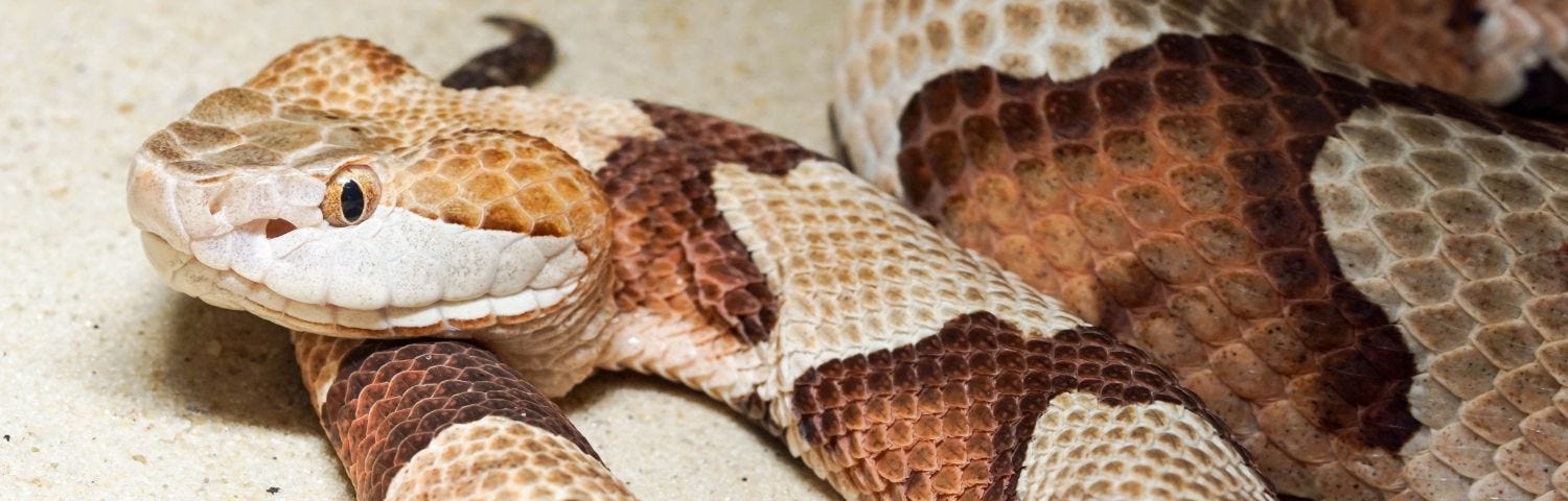 Image of a venomous copperhead snake. Source: Canva Pro.