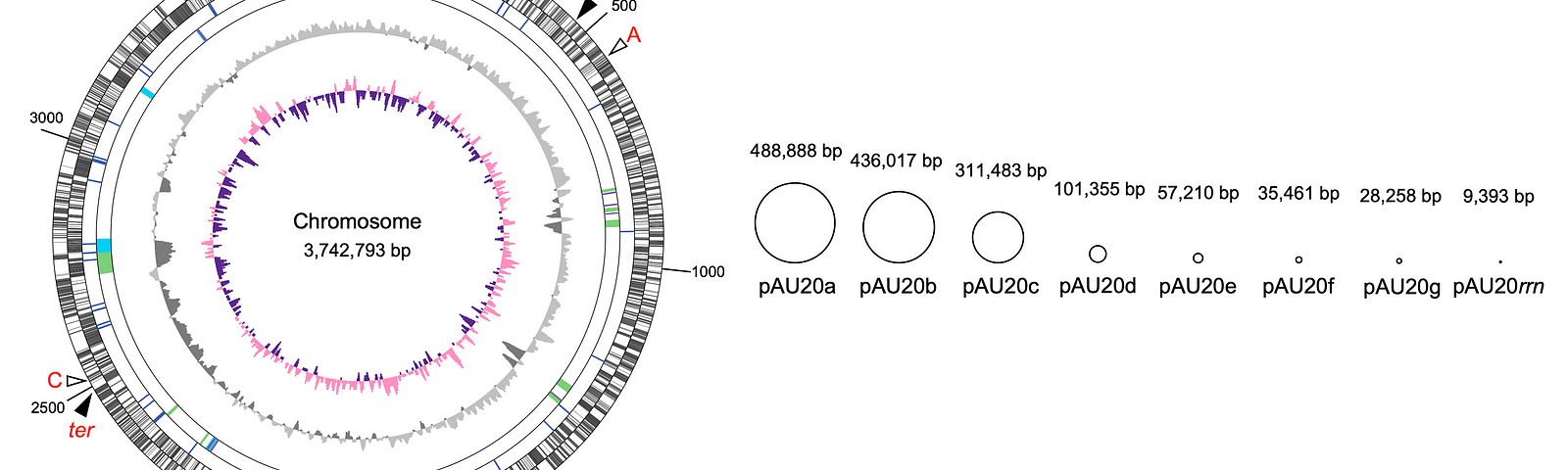 Schematic of A. ureilytica’s genome, with nine circular replicons shown at the same relative size. The plasmid pAU20rrn, the smallest replicon, encodes its sole copy of the 16S rRNA operon. Source