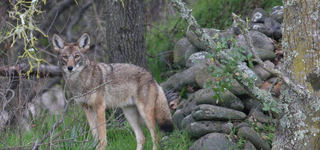 A coyote attentive to its surroundings.
