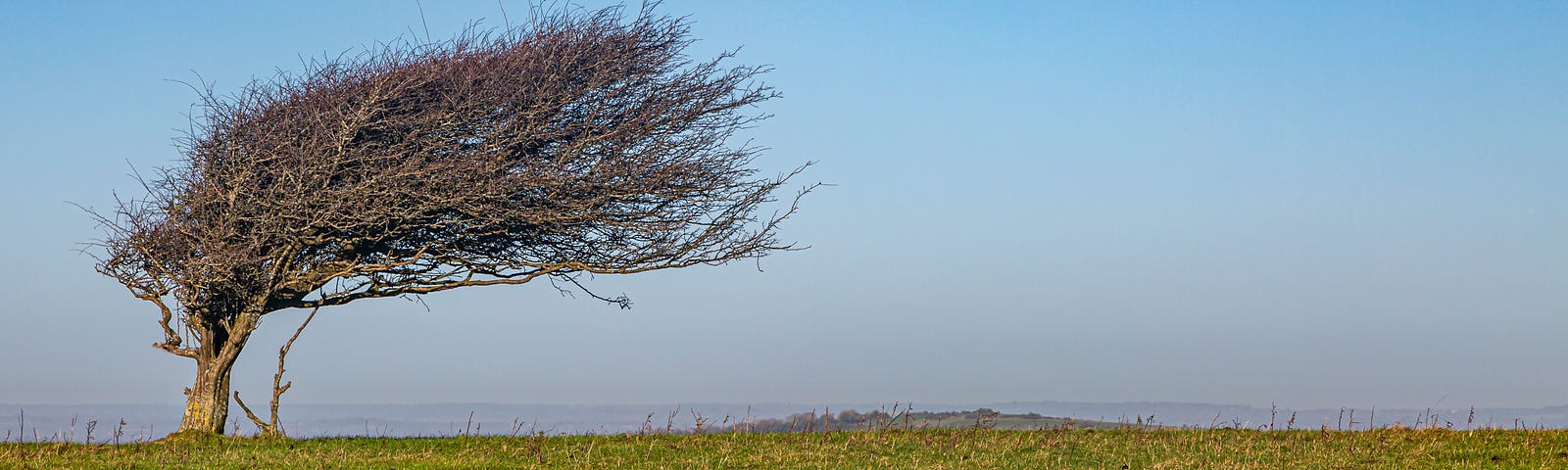 A tree shaped by the wind