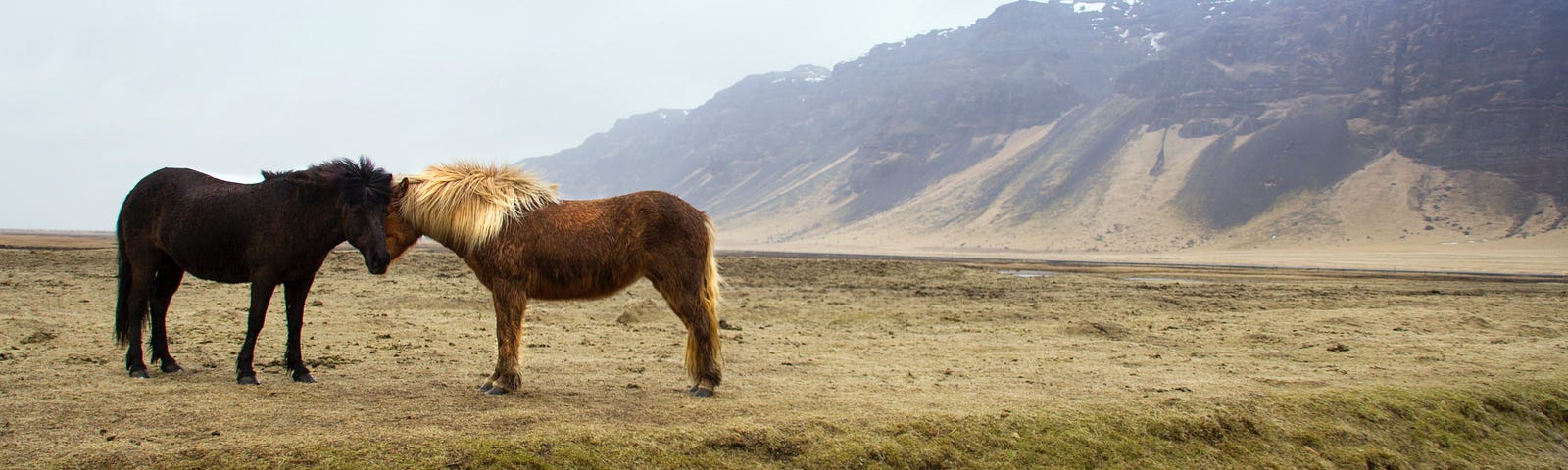 Two wild horses nuzzle in a rugged landscape