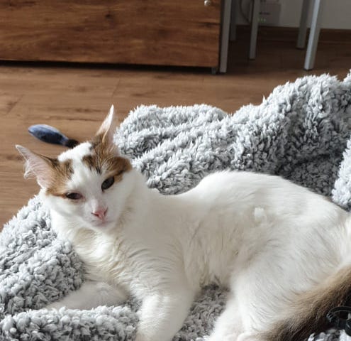 A cat lying on a plush blanket on the floor.