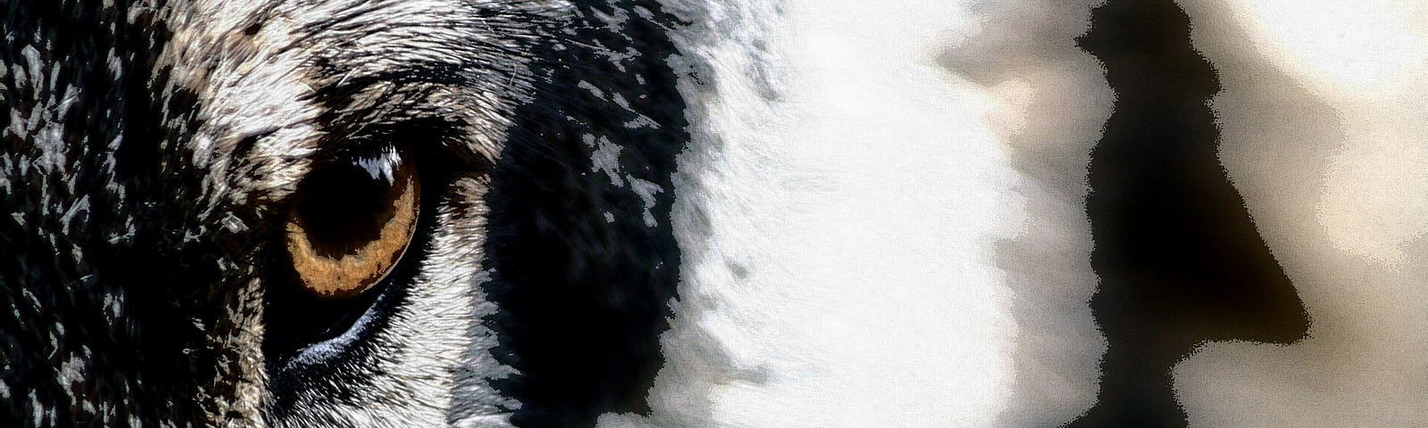 Closeup of a wolf’s eye with effects that make it look like a human shadow to the right.