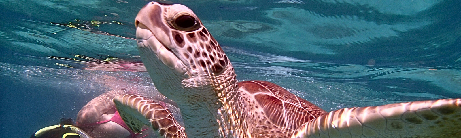 Underwater close-up of a sea turtle’s head and flippers. The turtle is taking a breath, while a woman in a mask and snorkel watches from the background.