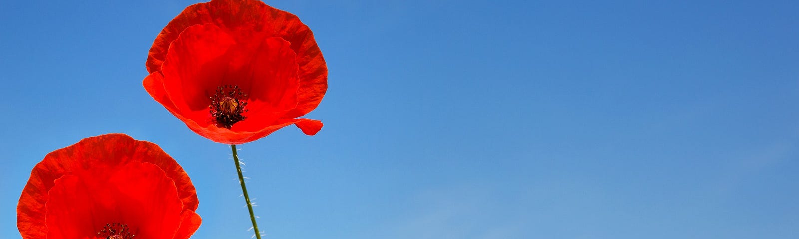 two poppies against a clear blue sky