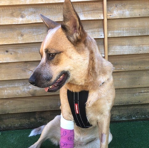 Chilli with her pressure bandage