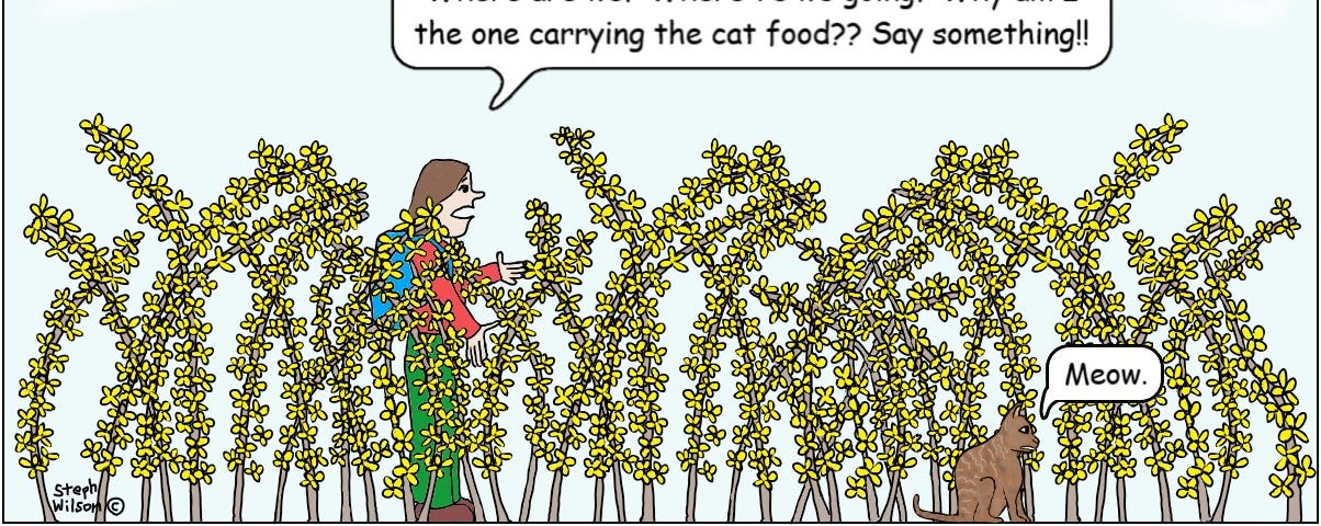 Woman and cat discuss forsythia.