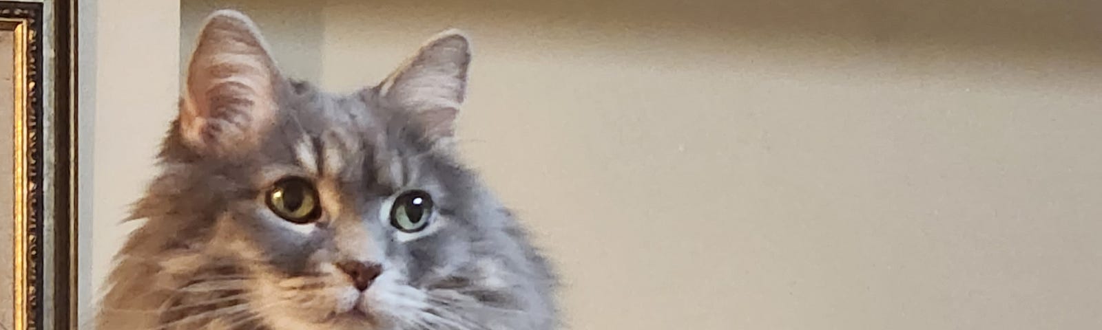 A cute floofy long-haired grey cat with green eyes, sitting on top of her cat tree, and staring at the top right corner. She looks super endearing, like you can’t say no to her adorable face.