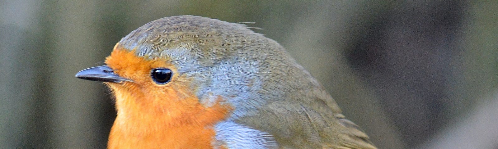 A tiny bird with an orange and blue chest stands on an old log