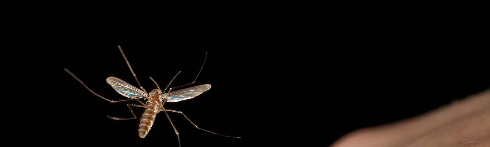 A mosquito about to fly onto a person’s hand.