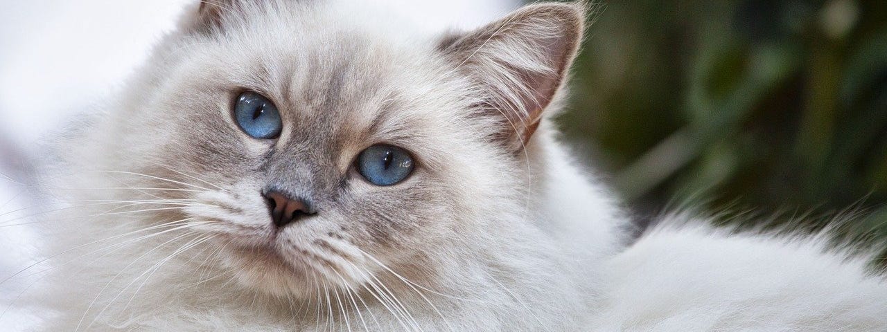 A close up of a long-haired, white seal-point cat with large blue eyes looking at the camera.