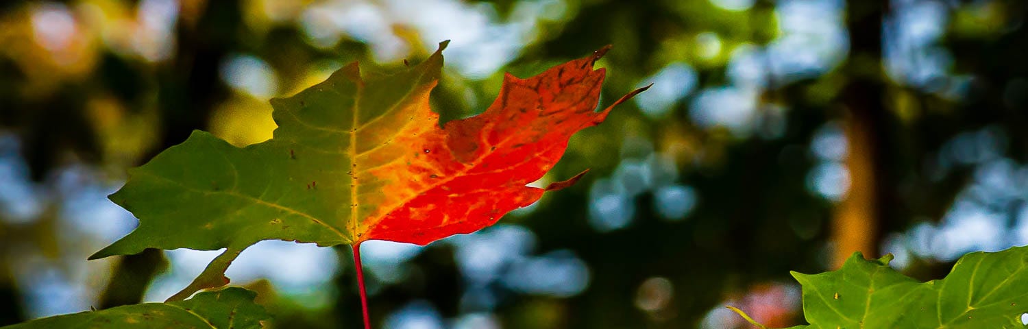 A splash of red color appears on leaves at the start of autumn.