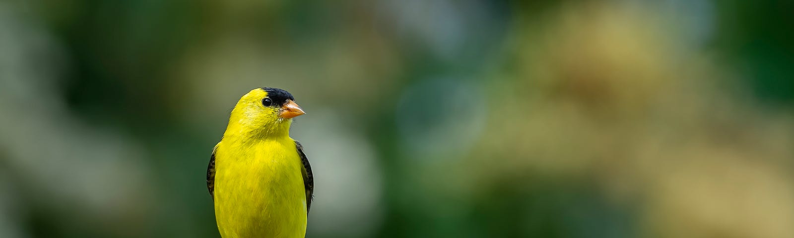 Photo of an American goldfinch in a garden.